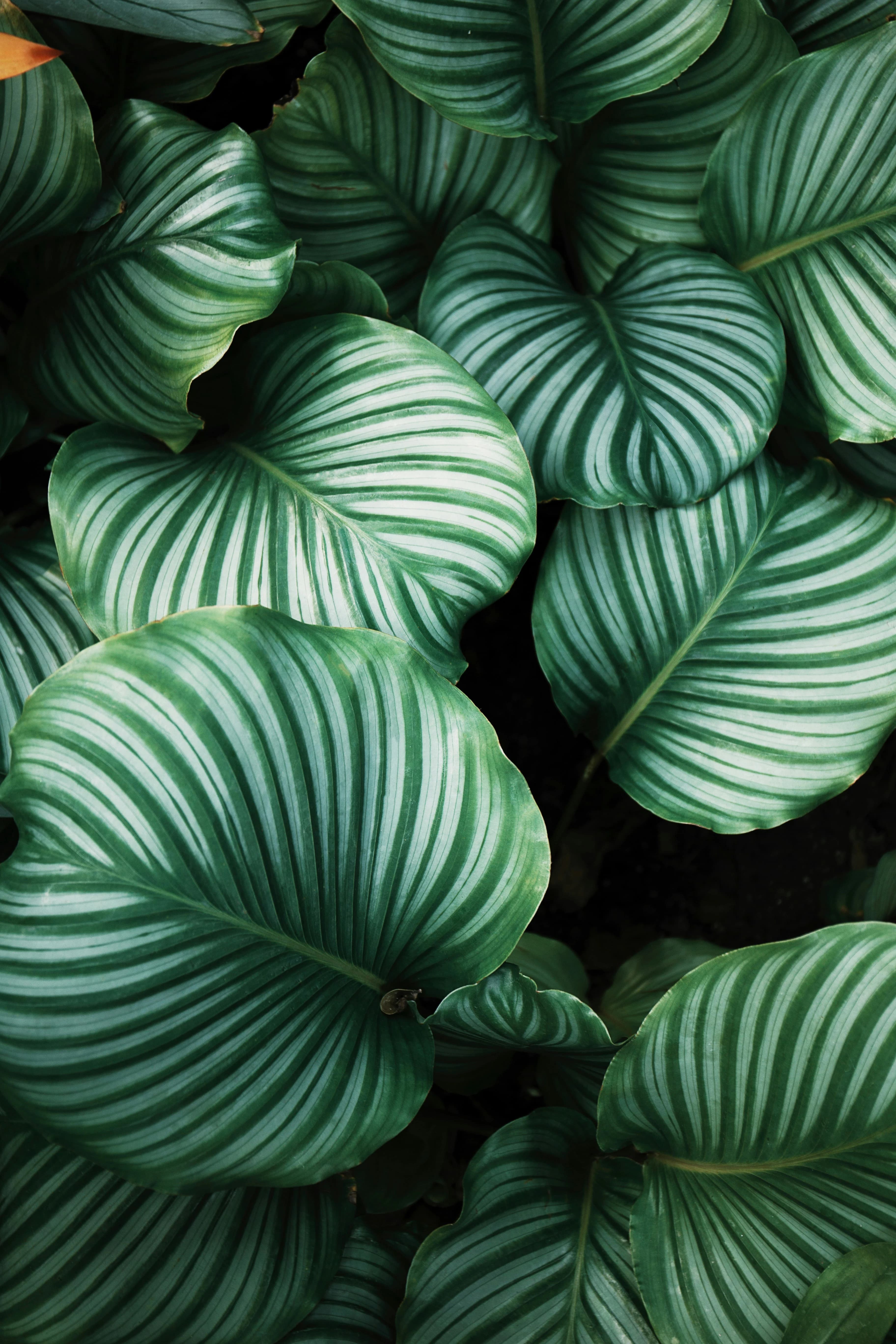 Finex Slima Abstract Background